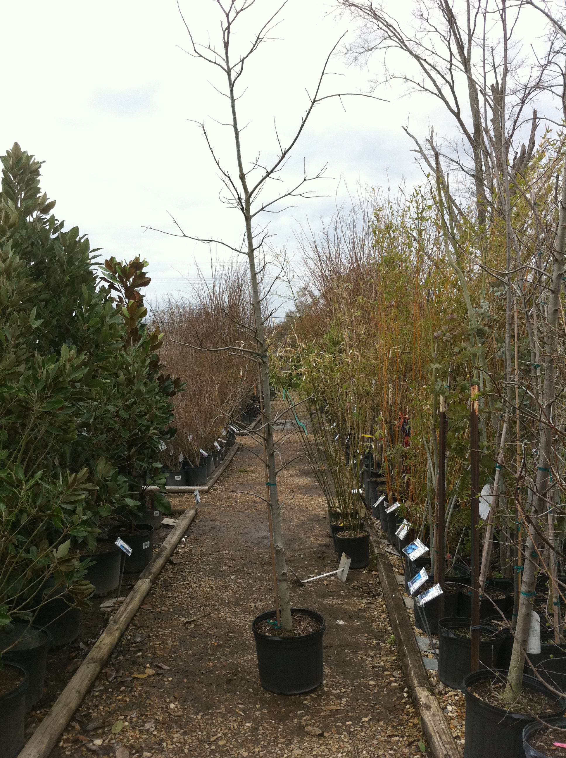 Winter’s not the time to quit in the landscape 